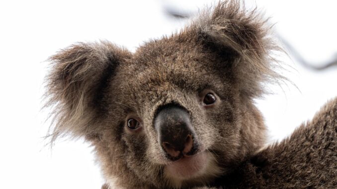 Visitare l’Australia