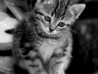 Perché gli animali ci piacciono tanto