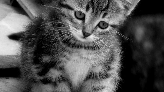 Perché gli animali ci piacciono tanto